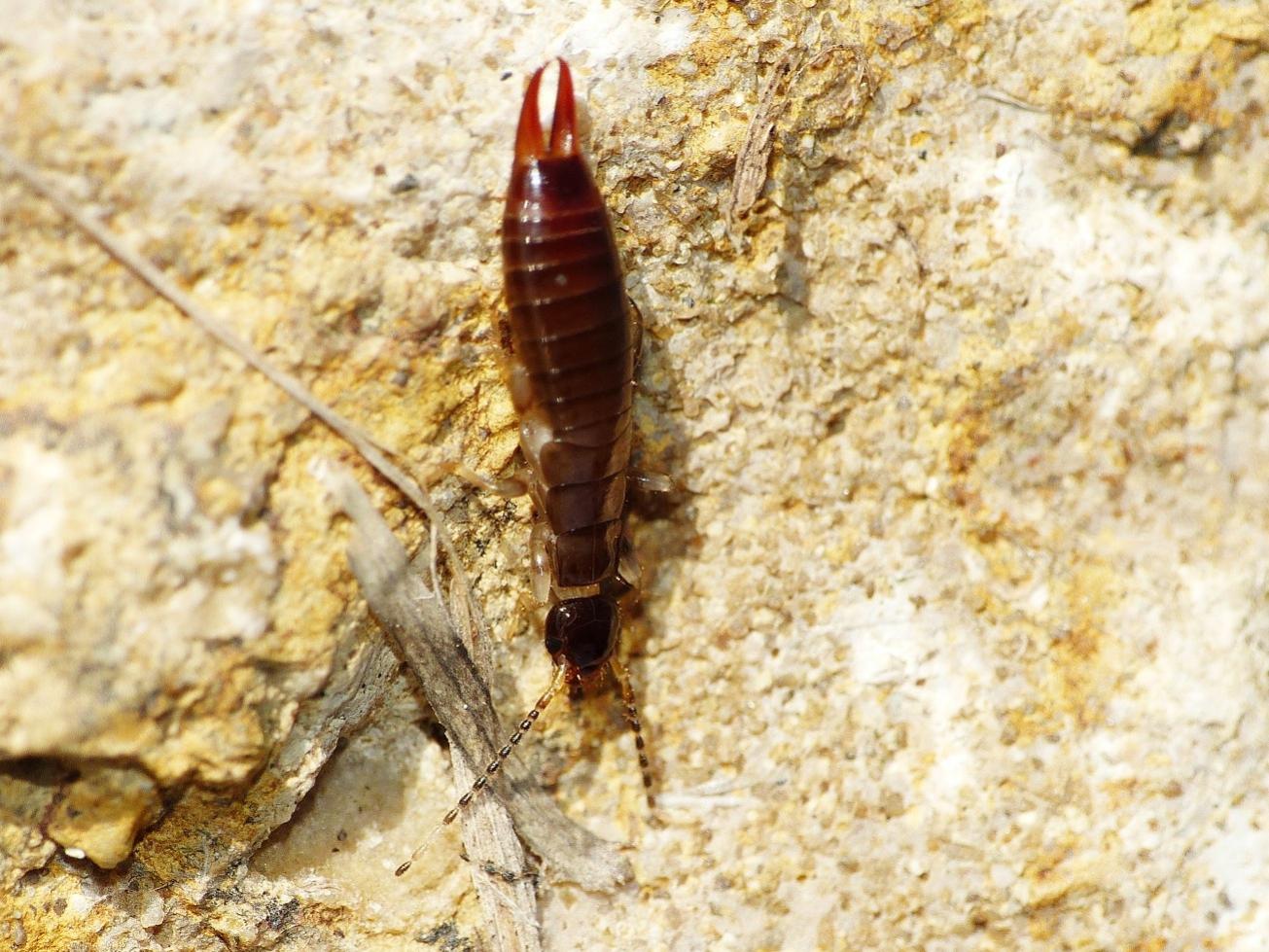 Euborellia annulipes (Anisolabididae)